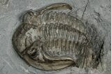 Two Greenops boothi Trilobite Fossils - New York #350883-2